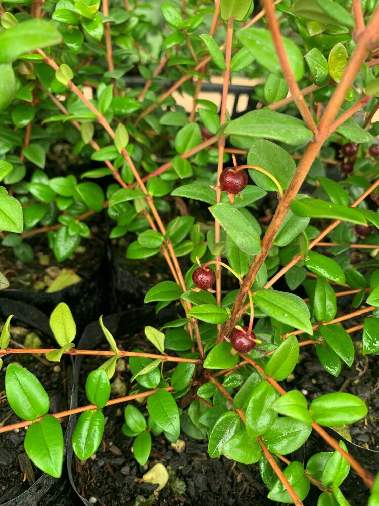 NZ Cranberry